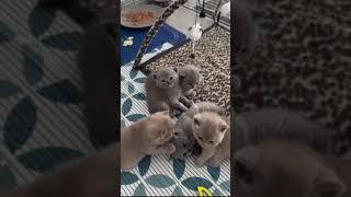 random cat video #001 #cat #catlover #kucing #videolucu  #kitten #random #kompilasi