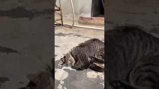 Amazing video of two cute cats fighting  