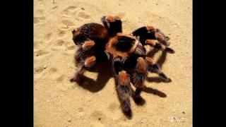 Самый большой паук в мире.