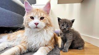 Maine Coon Kittens Breaking Rules