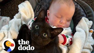 Kitten Gets Caught On Baby Cam Sneaking Into Her Sisters Crib For A Snuggle  The Dodo Soulmates