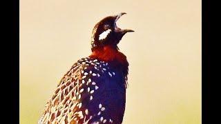 Male Black Francolin Calling   Francolinus francolinus  Φραγκολίνα - Cyprus..