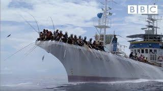 Fishing for tuna the old fashioned way  South Pacific - BBC