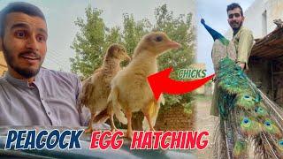 Aj hamary Peacock ke Chicks Aa Gay   Pak Birds