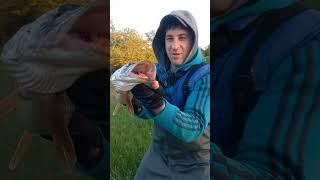 ЩукаСпиннинг #fishing #shortvideo #рыбалка