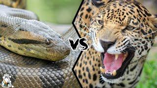 Anaconda vs Jaguar – Who is the King of the Amazonian Rainforest?