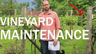 Backyard Vineyard - Annual Maintenance to Prevent Problems and Make Great Grapes
