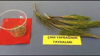 Çam Yaprağı Çayı Yapılışı Kullanımı Faydaları