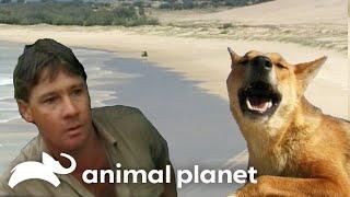 Steve Irwin Explores Isolated Fraser Island  The Crocodile Hunter  Animal Planet