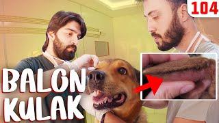 Heyecan Bombası Köpek  BALON KULAK ÇAKIR  Kulak Hematomu Nedir? #DoBiDa 104