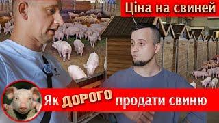 Бариги знахабніли ЦІНА НА СВИНЕЙ ПАДАЄ Як продати ДОРОГО Чому ціна падає Поїздка на Drevos