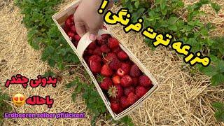 باهمدیگه ساندویچ کتلت درست کنیم و برای پیک نیک بریم مزرعه توت فرنگی 