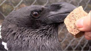 Raven catching rocks