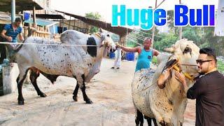 Huge Bull Of Sadeeq Agro  Season 2022  Pagla Gorur Paglami  Qurbani EID  Cattle World