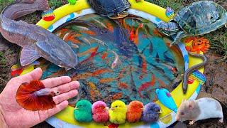 Mancing ikan cupang dalam kolam ikan hias ikan koi ikan mas ikan lele kura-kura ayam.part780