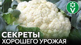 УРОЖАЙ ЦВЕТНОЙ КАПУСТЫ КРУГЛЫЙ ГОД Простые правила посева и выращивания капусты без пикировки