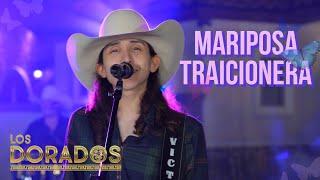 Los Dorados - Mariposa Traicionera En Vivo