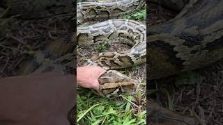  When a large python hisses it sounds like a deflating tire. Invasive python from South Florida