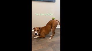 Can Dogs Eat Apples? #shorts