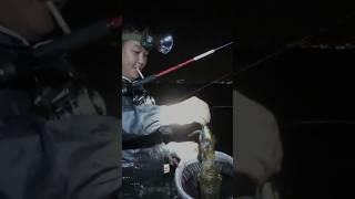 Mancing Cumi-cumi Malam Hari Dapat Babon #shortsvideo #shortvideo #shorts #short #mancing