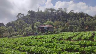 Nikmatnya tinggal di pondok kebun ini tempatnya surga tanaman sayuran