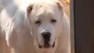 Extraordinary Central Asian Shepherd Puppies