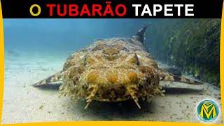 O TUBARÃO TAPETE - Ele sobrevive em Águas profundas e tem uma alimentação variada