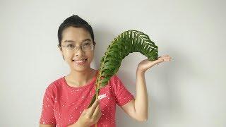 CÁCH ĐAN LÁ DỪA HÌNH CON TÔM  DIY Shrimp with coconut leaves