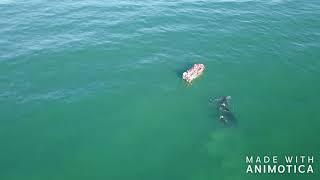 Southern Right Whales in Plett