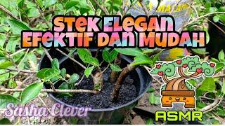 STEK BERINGIN ELEGAN - BUDIDAYA BERINGIN ELEGAN - ASMR BONSAI