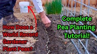 Watch This Before Planting Peas World Record Gardeners Secrets To Growing Sweet Peas Tutorial