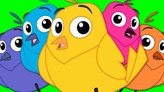 Five Little Birds  Childrens Nursery Rhymes  Bird Song  Kids TV