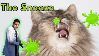 Sneezing Cat.  Vet Explains the Kitty Sneeze.
