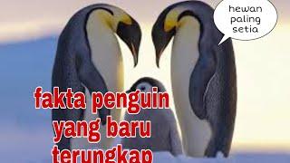 fakta penguin akan punah