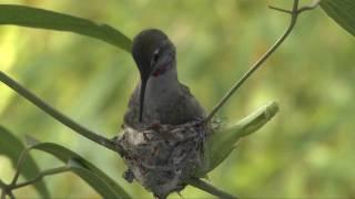 Hummingbird Building a Nest.mp4