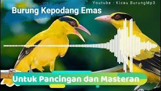 Suara Burung Kepodang Gacor Untuk pancingan dan masteran  Kicau Burung Mp3