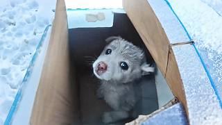 Helpless Puppy Abandoned by Owner in -4°F Outdoor Box No One Can Hear His Faint Whimpers.