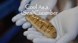 Cool like a Sea cucumber