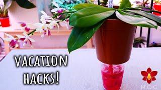 Watering hacks for vacation - No friends to water your Orchids required ️