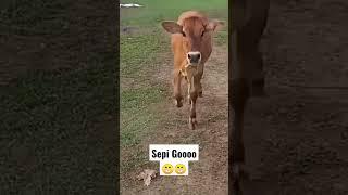 sapi Nurut parah#animal #comedy #sapi#nurut