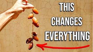 DATE DEEP DIVE - The Most Expensive Dates Most Popular Dates Different Ripeness Dates In Algeria