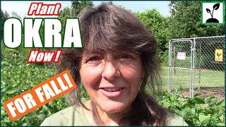 How To Plant Okra For A Fall Raised Bed Gardening Harvest 