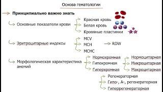 основы гематологии