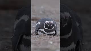 Magellanic penguins Magdalena Island Tierra del Fuego   roztomilí Tučňáci