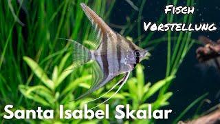 Santa Isabel Skalar - Pterophyllum Scalare Santa Isabel  Liquid Nature Fisch Vorstellung