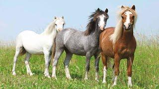 Horse sound -  farm animal