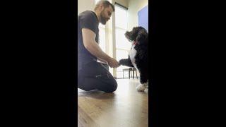 Excited Puppy Gets Chiropractic Adjustment