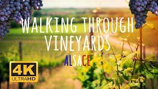 Walking through vineyards in Alsace France. 4K with relaxing meditative music. DJI Osmo