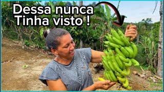 DESSA BANANA NUNCA TINHA VISTO Recebidos de uma inscrita do canal. #banana #rural