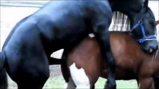 Black Stallion Popping U Horse Mating _ Horse Breeding